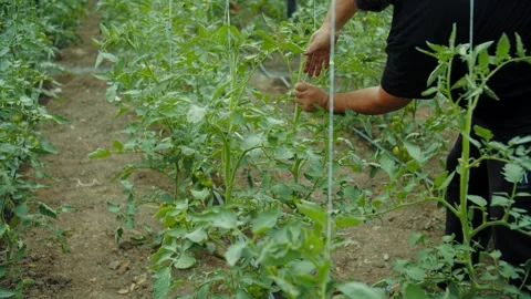 Farmer tying tomato stems to vertical supports Stock Footage 313666282