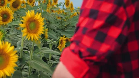 Farmer types and closes laptop computer working in sunflower field closeup Stock Footage 252523766