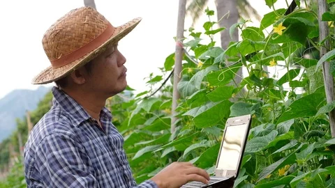 Farmer typing on computer keyboard in Cucumber garden. Agriculture technology Stock-Footage 109227876