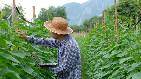 Farmer typing on computer keyboard in Cucumber garden. Stock Footage 109430228