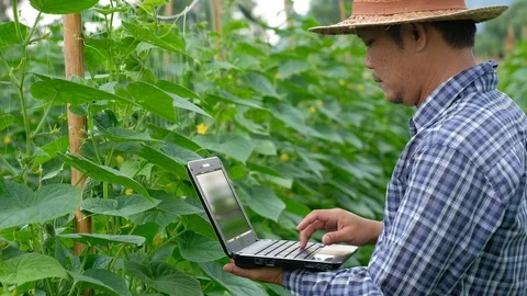 Farmer typing on computer keyboard in Cucumber garden. Stock Footage 115332408
