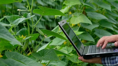 Farmer typing on computer keyboard in Cucumber garden. Stock Footage 115334215