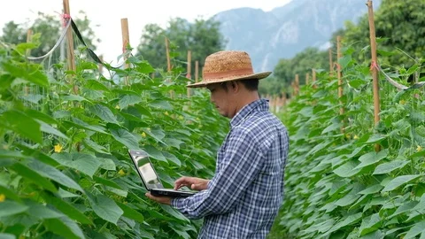 Farmer typing on computer keyboard in Cucumber garden. Stock Footage 115646177