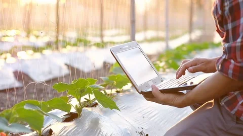 Farmer typing on computer keyboard in Cucumber garden. Stock Footage 115844478