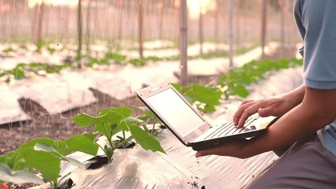 Farmer typing on computer keyboard in Cucumber garden. Stock Footage 115846452
