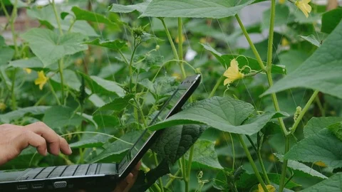 Farmer typing on computer keyboard in Cucumber garden. Stock Footage 117917204