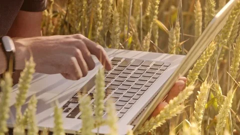 Farmer typing on computer keyboard in wheat field Stock Footage 85263135