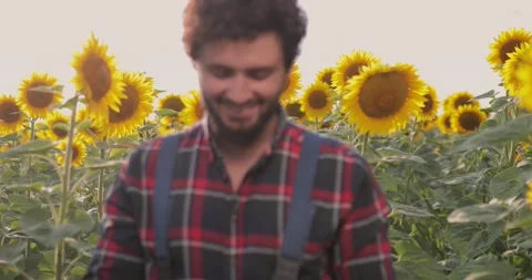 Farmer typing on his tablet, in the middle of a sunflower field. Stock Footage 136883095