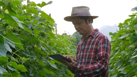 Farmer typing on tablet in Cucumber garden. Stock Footage 117989601