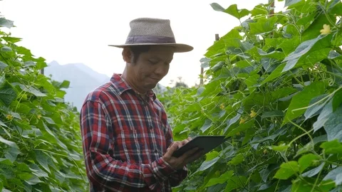 Farmer typing on tablet in Cucumber garden. Stock Footage 117992003