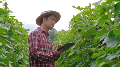 Farmer typing on tablet in Cucumber garden. Stock Footage 118076137