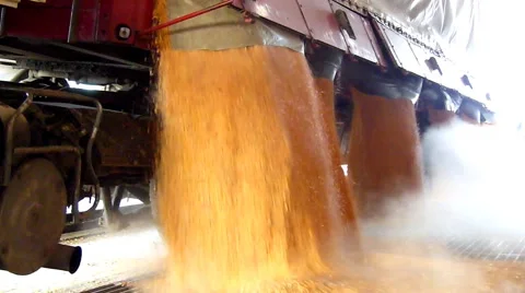 Farmer unloading corn in a silo, slow motion Stock Footage 43359472