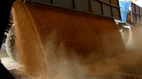 Farmer unloading wheat in a silo, slow motion Stock Footage 25596383