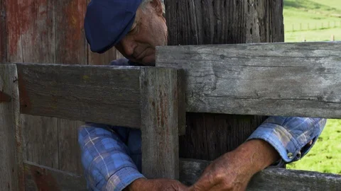 A farmer unlocks a chain securing a gate. Vidéo 88373963