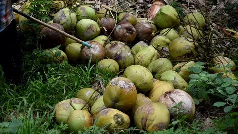 Farmer use agricultural tool to select coconut fruit on land Stock Footage