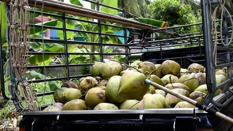 Farmer use agricultural tool to select coconut fruit into pickup truck Stock Footage 132019374