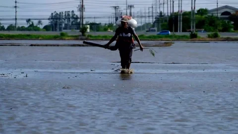 Farmer use backpack rice sprayer machine to spread rice seeds into the field Stock Footage 136568590