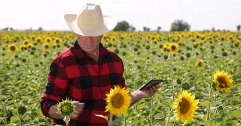 Farmer Use Electronic Tablet for Genetically Research Database Sunflower Culture Vidéo 66877630