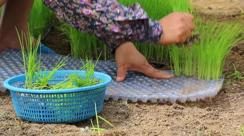 Farmer use hand pluck small rice sprout for plant in farmland Stock Footage 41014261