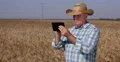 Farmer Use Modern Technology in Agriculture Business and Wheat Culture Research 4k or 4k+ Resolution