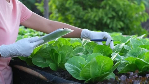 Farmer use notebook collects data and researches the organic vegetable garden Stock Footage 301863409
