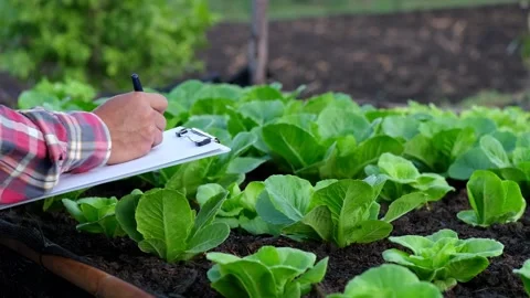 Farmer use notebook collects data the organic vegetable garden fields Stock-Footage 304613891
