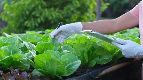 Farmer use notebook collects data and researches the organic vegetable Stock Footage 305663635