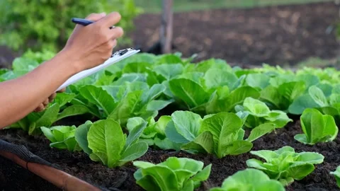 Farmer use notebook collects data and researches the organic vegetable Stock Footage 305663654