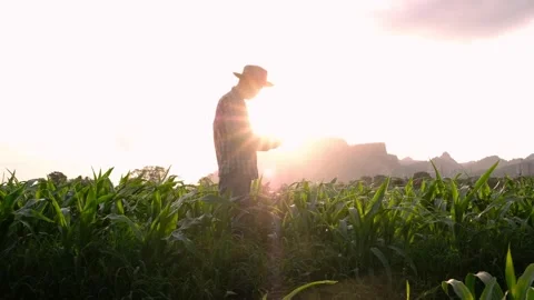 Farmer use a smartphone in corn crop field on sunset background Stock Footage 134807312