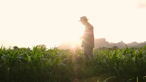 Farmer use a smartphone in corn crop field on sunset background Stock Footage 134807558