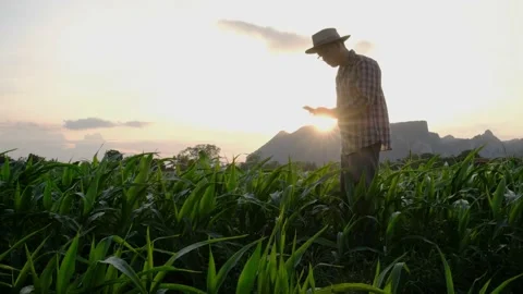 Farmer use a smartphone in corn crop field on sunset background Stock Footage 134807650