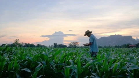 Farmer use a smartphone in corn crop field on sunset background Stock Footage 134807802