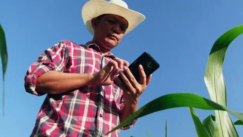 Farmer use a smartphone in corn crop field Stock Footage 155156360