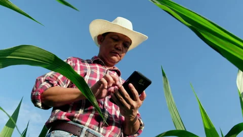 Farmer use a smartphone in corn crop field, serious confident man using moder Stock Footage 155156470