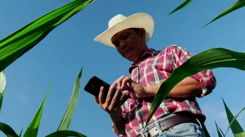 Farmer use a smartphone in corn crop field Stock Footage 155156659