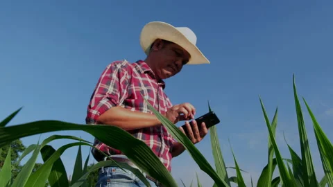 Farmer use a smartphone in corn crop field Stock Footage 155156806
