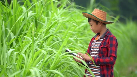 Farmer use tablet checking organic plants in garden of rural on countryside Stock Footage 179605817