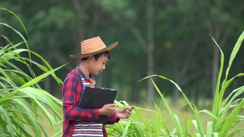 Farmer use tablet checking organic plants in garden of rural on countryside Stockbeeldmateriaal 179613953