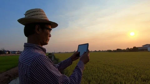 Farmer use tablet in rice field Video stock 127216127