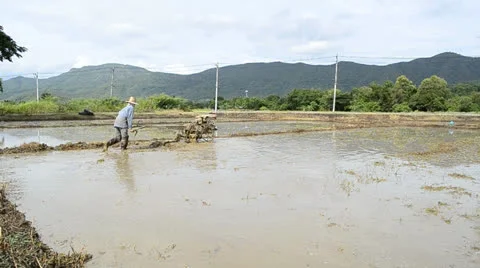 Farmer use tractor working in farm for plant rice of thailand Stock Footage 26358778