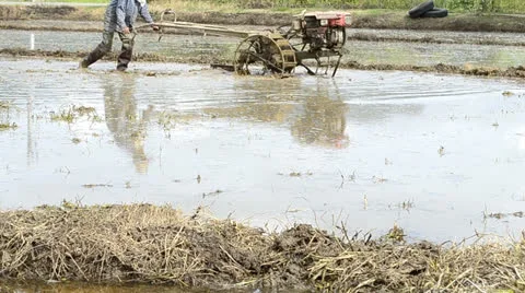Farmer use tractor working in farm for plant rice of thailand Stock Footage 26383477