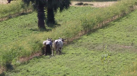 The farmer uses the bulls in the work on the field Stockbeeldmateriaal 34130207
