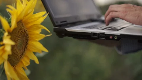 Farmer uses a computer on a sunflower field Stock Footage 119762539