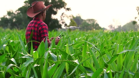 Farmer uses a digital tablet to access the internet on corn field Stock Footage 249616286