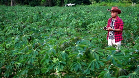 Farmer uses a digital tablet to access the internet on corn field Video stock 249616533