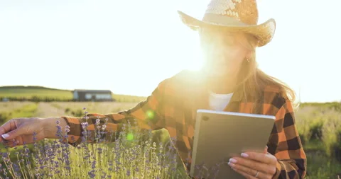 Farmer uses digital tablet in rapeseed field. Agriculture business. Silhouette Stock Footage 252914156