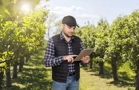 A farmer uses a digital tablet while standing in a vineyard. Stock Photos