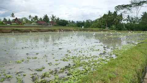 Farmer uses a machine to prepare a rice paddy for planting Stock Footage 152394844
