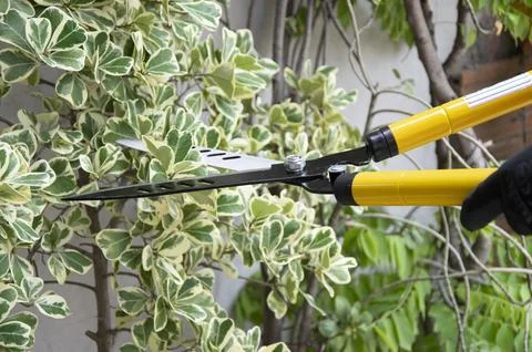Farmer uses pruning shears yellow pruning scissors Stock Photos