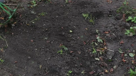The farmer uses a rake to clean and level the soil. Stock-Footage 143655192